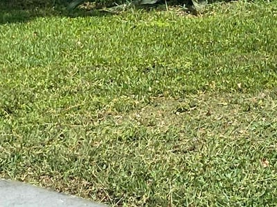 Lawn Care service in Rialto, 92376