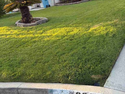 Lawn Care service in Westminster, 92683