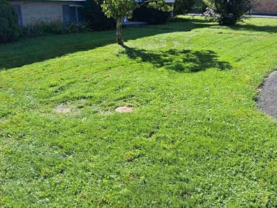 Lawn Care service in Cranberry Twp, 16066