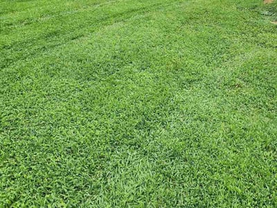 Lawn Care service in Ruther Glen, 22546