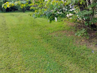 Lawn Care service in South Park, 28210