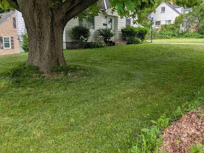 Lawn Care service in Syracuse, 13202