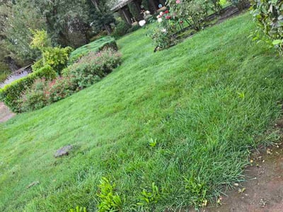 Lawn Care service in Napa, 94559