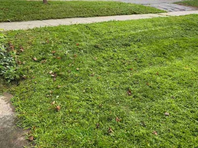 Lawn Care service in Victor, 14564