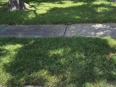 Lawn Care service in Laredo, 78040