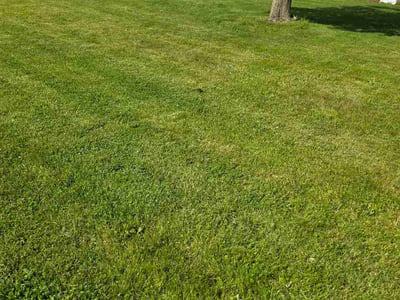Lawn Care service in Henrietta, 14467