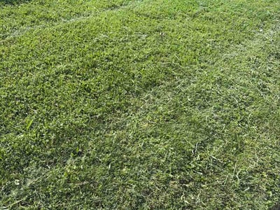 Lawn Care service in Ambler, 19002