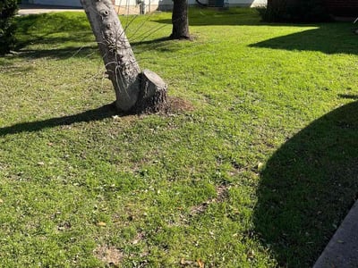 Lawn Care service in Las Vegas, 89101