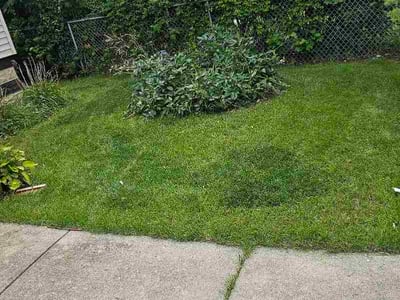 Lawn Care service in Elm Grove, 53122