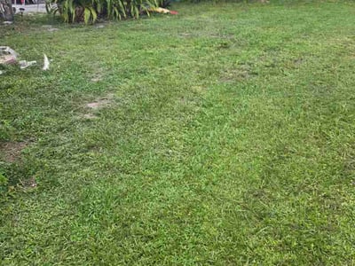 Lawn Care service in Hialeah, 33013