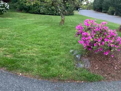 Lawn Care service in Lynnwood, 98036