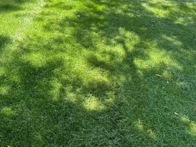Lawn Care service in Burnsville, 55337
