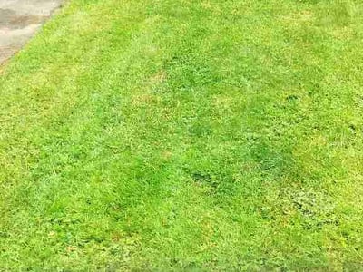 Lawn Care service in Sammamish, 98074