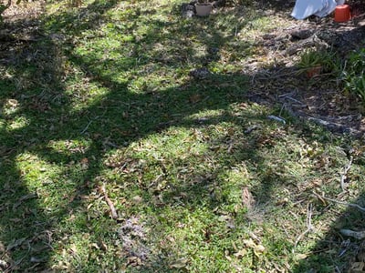 Lawn Care service in Clearwater, 33755