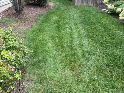 Lawn Care service in Springfield, 22150