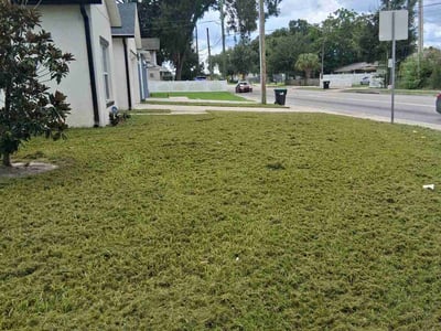 Lawn Care service in Eustis, 32726