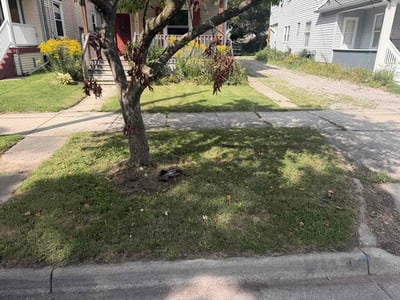 Lawn Care service in Dewitt, 48820