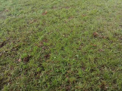 Lawn Care service in Burke, 22009