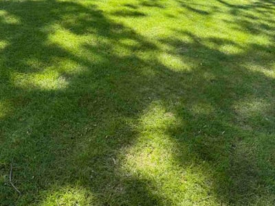 Lawn Care service in Anoka, 55303