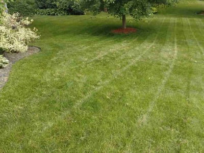 Lawn Care service in Columbia Heights, 55421