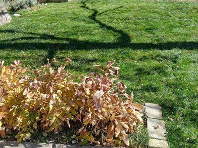 Leaf Removal service in Littleton, 80120