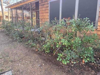Leaf Removal service in Arlington, 76010