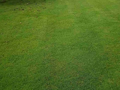 Lawn Care service in Easley, 29640