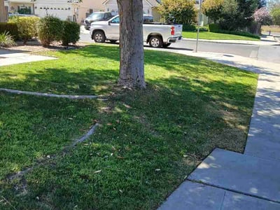 Lawn Care service in Selma, 93662