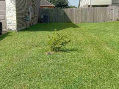 Lawn Care service in Alameda, 94501