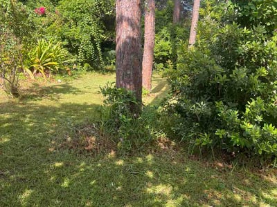 Lawn Care service in Orange City, 32763