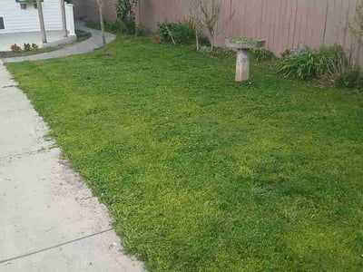 Lawn Care service in South Richmond Hill, 11419