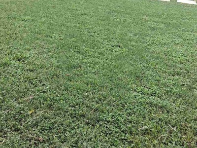 Lawn Care service in Dale, 78616