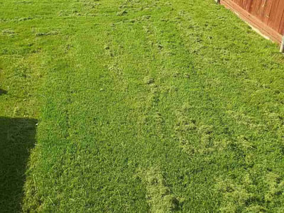 Leaf Removal service in Garland, 75040