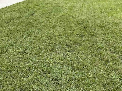 Lawn Care service in Florence, 29506