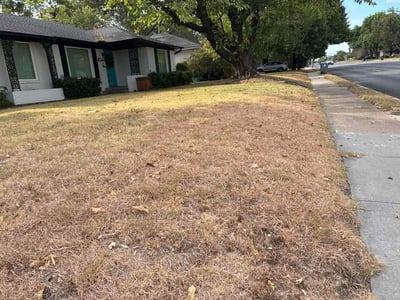 Leaf Removal service in Denton, 76201