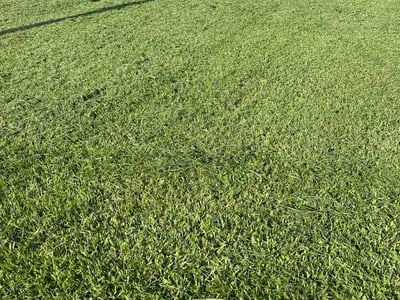 Lawn Care service in Lenoir City, 37771