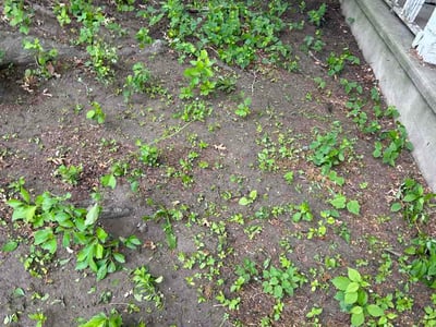 Leaf Removal service in Bradenton, 34205