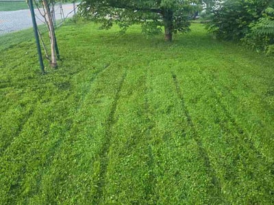 Lawn Care service in ,
