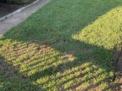 Lawn Care service in Charlottesville, 22902