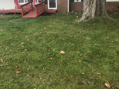 Lawn Care service in Mount Clemens, 48043