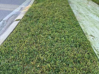 Lawn Care service in Milpitas, 95035
