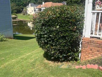 Lawn Care service in Sunnyvale, 94087