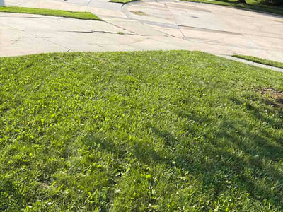 Lawn Care service in Vista, 92083