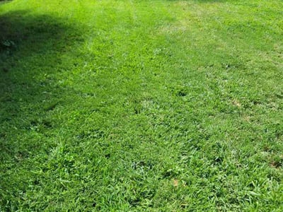Lawn Care service in Amarillo, 79107