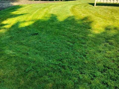 Lawn Care service in Lake Stevens, 98258