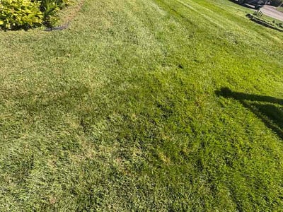 Lawn Care service in Annandale, 22003