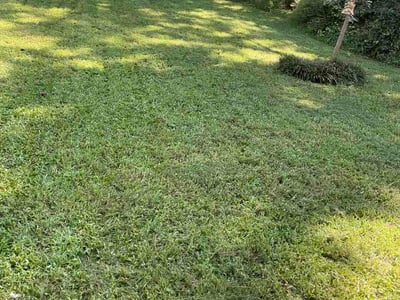 Lawn Care service in Venice, 90291