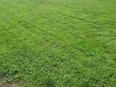 Lawn Care service in Happy Valley, 97086