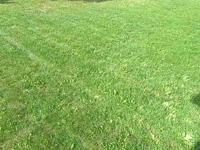Lawn Care service in Cheney, 99004