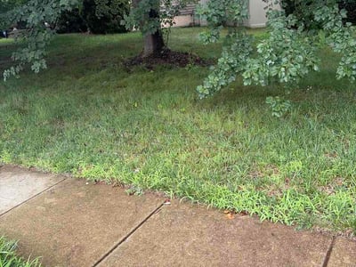 Lawn Care service in Reston, 20190